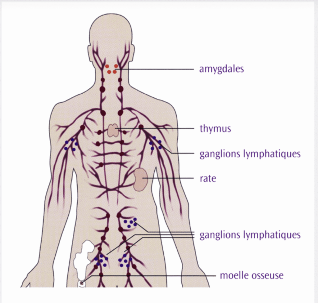 Schéma du corps humain vu de dos, indiquant les principaux organes et structures du système lymphatique : amygdales, thymus, ganglions lymphatiques, rate et moelle osseuse.