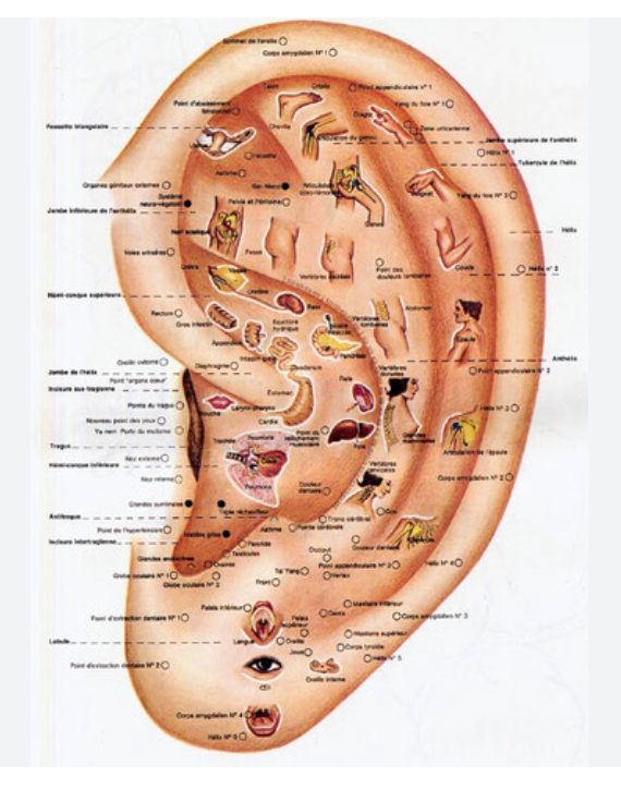 Illustration détaillée de l’oreille humaine utilisée en auriculothérapie, montrant les zones réflexes du corps représentées dans le pavillon auriculaire