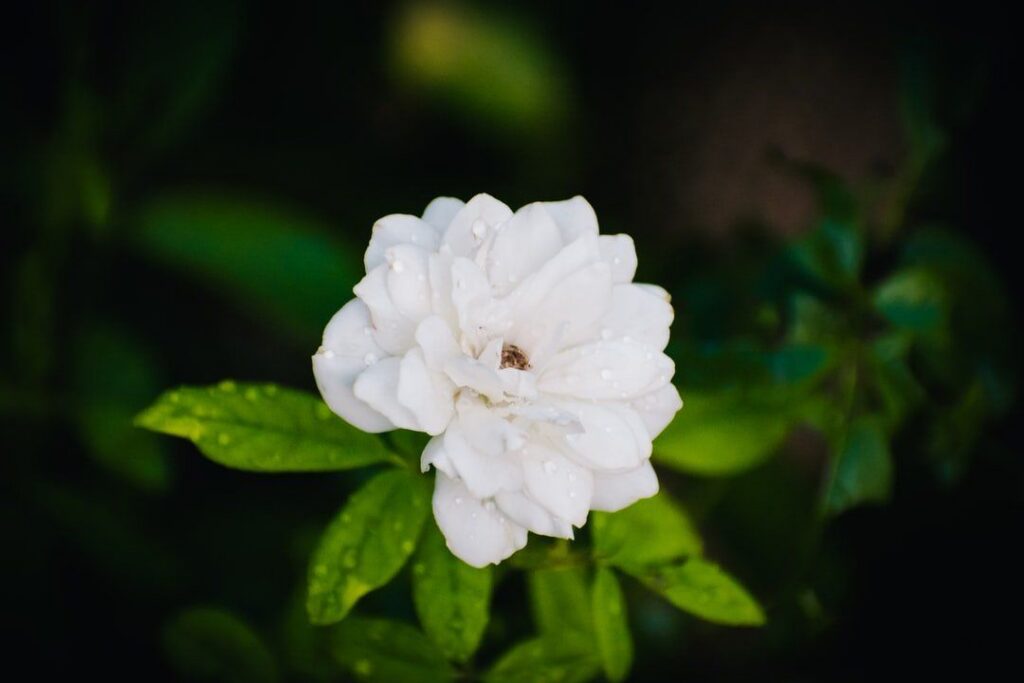 Fleur blanche éclatante couverte de gouttes d’eau, sur fond de feuillage vert foncé, associée à l’univers de Capucine de Villartay à Asnières-sur-Seine